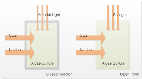 Diagram Sederhana Teknik Budidaya Alga