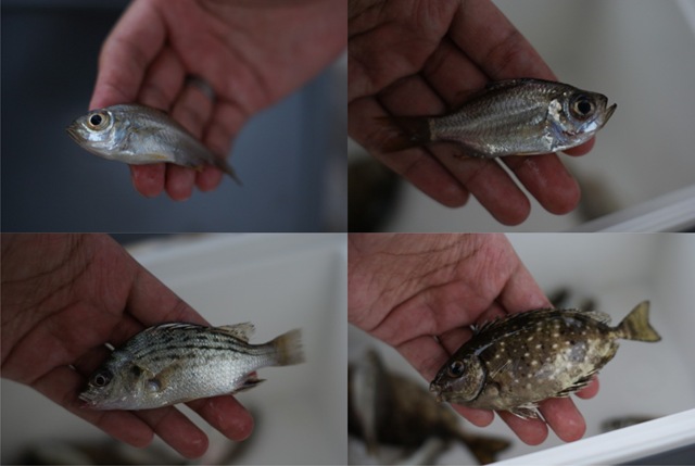 [Ikan Ancol[6].jpg]