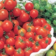 tomatoes 02