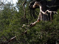 Detajl borovega gozda na pobočju Jeterbenka