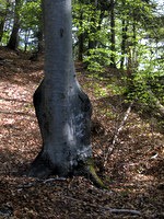 Zanimivo drevo kmalu po vrnitvi v gozd
