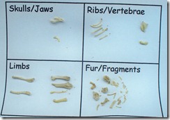 Eastman Nature Center-Bones and Skulls