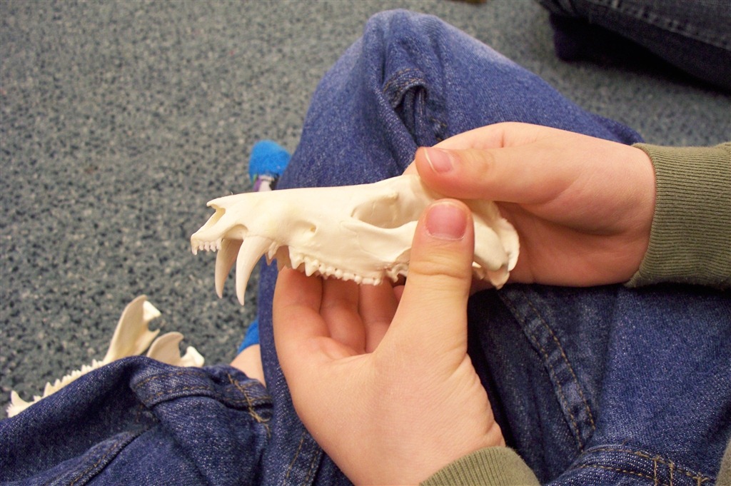 [Eastman Nature Center-Bones and Skulls_0007[3].jpg]