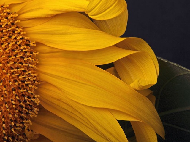 [sunflower-oregon_18742_990x742[4].jpg]
