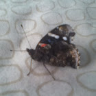 Red Admiral