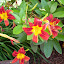 Hemerocallis Fulva - Ditch Daylily - traditional Tiger Lily
