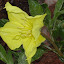 Evening Primrose - Oenothera missouriensis