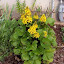 Ligularia 'Little Lantern'