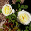 Rose (English Legend Rose) 'Irish Hope'