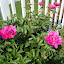 Japanese Peony - double rose pink