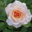 Rose (English Legend Rose) 'Celtic Pride'