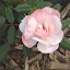 Rose (Floribunda) 'English Miss'