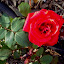 Rose (English Legend Rose) 'Pride of England'
