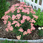 Common Yarrow - 'Apricot Delight'