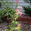 Cleome 'Rose Queen'