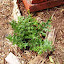 Acanthus spinosus - Bear's Breeches