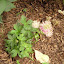 Astrantia major - Masterwort