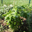 Ocimum basilicum - Sweet Basil  Seeds