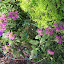 Monarda - Bee Balm - purple