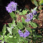 Caryopteris x clandonensis - Blue Mist Spirea - "First Choice"