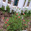 Potentilla nepalensis - Nepal Cinquefoil - 'Miss Willmott'