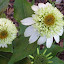 Echinacea purpurea - Coneflower - "Coconut Lime"