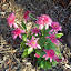 Echinacea purpurea - Coneflower - "Pink Double Delight"