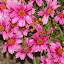 Coreopsis verticillata - 'Heaven's Gate'