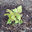 Heuchera - Coral Bells - "Amber Waves"