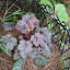 Heuchera - Coral Bells 'Amethyst Mist'