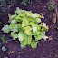 Heuchera - Coral Bells - "Citronelle"