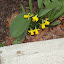 Daffodil 'Tete-a-Tete'