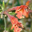 Agastache aurantica - Hyssop - "Coronado"