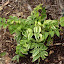 Polemonium reptans - Jacob's Ladder - 'Stairway to Heaven'