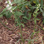 Liatris spicata - Gayfeather - "Alba"