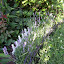 Lavandula augustifolia - Lavender - "Munstead"