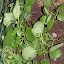 Melissa officinalis - Lemon Balm