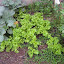 Lactuca sativa - Looseleaf Lettuce - "Green Ice"
