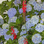 Lobelia cardinalis - Cardinal Flower
