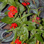 Lychnis chalcedonica - Maltese Cross