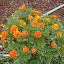 Tagetes patula - French Marigold - "Durango"