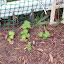 Delphinium - Pacific Giant Mix