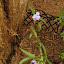 Tradescantia x andersoniana "Zwanenburg Blue"