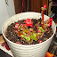 Begonia semperflorens-cultorum - Wax Begonia - "Prelude Scarlet"