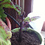 Solenostemon scutellarioides - Coleus - "Fishnet Stockings"