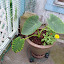 Alocasia odoara - Elephant Ears