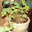 Oxalis - Shamrock Plant - "Charmed Jade"