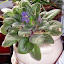 Saintpaulia - African Violet - purple