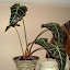 Alocasia x amazonica - "African Mask"