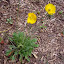 Papaver nudicaule - Iceland Poppy - "Garden Gnome"
